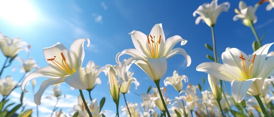 Fototapeta na wymiar White lily flowers on a blue sky background. Beautiful floral background Created with generative AI technology.