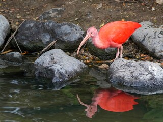 Naklejka premium 真剣に獲物を狙うショウジョウトキ