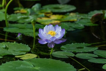 満開の薄紫の睡蓮の花