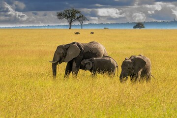 A female african elephant on the Masaai Mara savannah with her baby calves and acacia trees, Kenya.