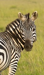 Fototapeta na wymiar portrait of a zebra grazing in the tall grass in the maasai mara savannah, kenya.