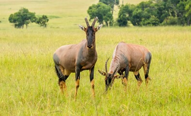 Naklejka premium Two topi antelope grazing in the tall green grass on the savannah of the maasai mara, Kenya, africa.
