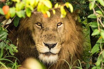 A male african lion looking out of a thicket on the savannah of the maasai mara reserve, Kenya,...