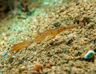 Robust ghost pipefish