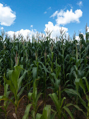 Corn field plantation. Selective focus.