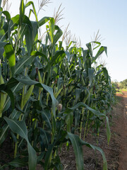 Corn field plantation. Agriculture at the Midwest of Brazil.
