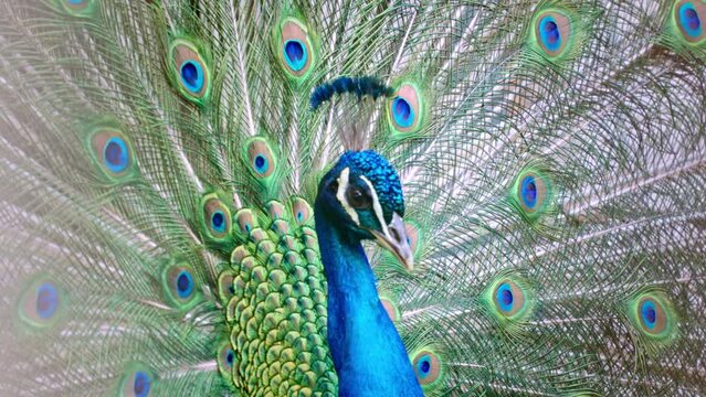 Striking blue and green plumage of male peafowl trying to attract attention
