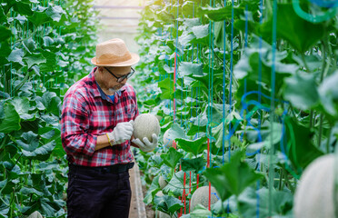 Asian man farmer  checking the quality of the melon growth and  in the greenhouse farming, melon...