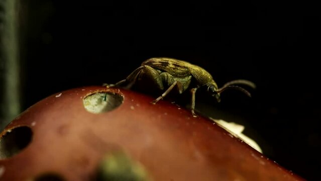 Bean infected by Acanthoscelides weevil