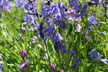 Obraz na płótnie Canvas Bluebells bloom in a garden in the late spring