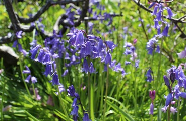 Bluebells bloom in a garden in the late spring