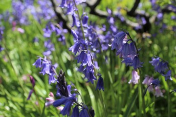Bluebells bloom in a garden in the late spring
