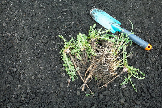 Top view of heap of weeds and shovel on soil in garden. Gardening work. Weeding garden. Place for text...