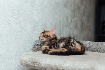 Young marble one month old bengal kitten sleeping on a soft cat's shelf of a cat's house indoors.