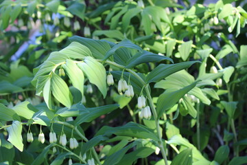 Solomon's-Seal white flowers bloom in a shady woodland