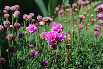 Sea thrift - Armeria maritima pink flowers bloom in the morning sunlight