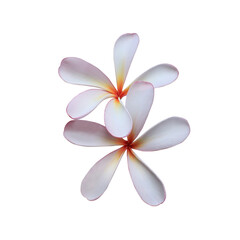 Obraz na płótnie Canvas Plumeria or Frangipani or Temple tree flower. Close up white-red plumeria flowers bouquet isolated on transparent background.