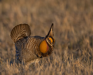 Greater Prairie Chicken