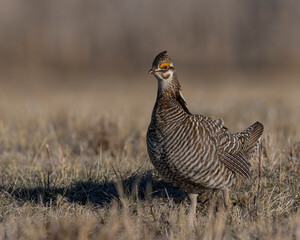 Greater Prairie Chicken