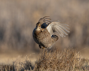 Greater Prairie Chicken