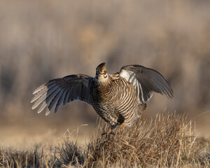 Greater Prairie Chicken