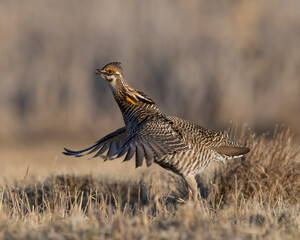 Greater Prairie Chicken