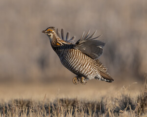 Greater Prairie Chicken