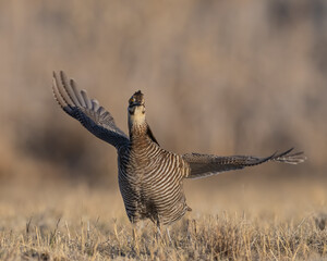 Greater Prairie Chicken