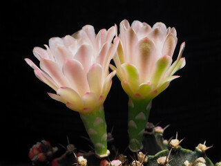 Pink Flower of Gymnocalycium Cactus in summer.