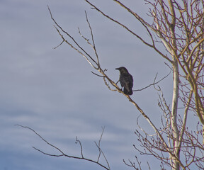 crow on a tree