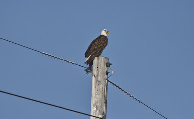 eagle resting