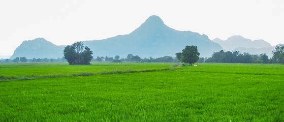 Green rice fields adjacent to the mountain when the rain falls.