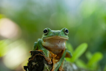 Flying Frogs on Nature Place