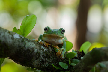 Flying Frogs on Nature Place