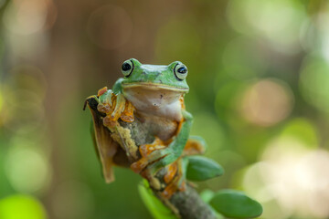 Flying Frogs on Nature Place