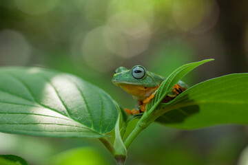 Flying Frogs on Nature Place
