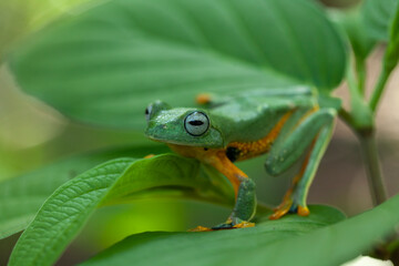 Flying Frogs on Nature Place
