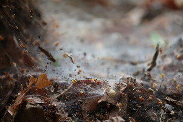 Spider web