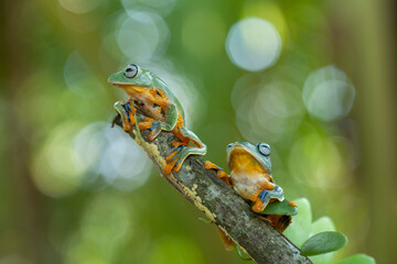 Flying Frogs on Nature Place
