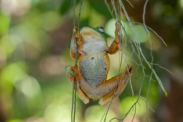 Flying Frogs on Nature Place