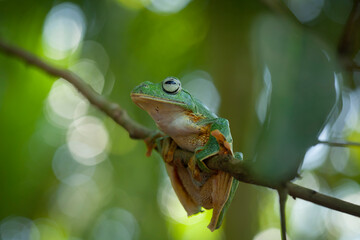 Flying Frogs on Nature Place