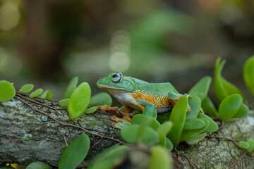 Flying Frogs on Nature Place