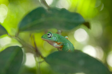 Flying Frogs on Nature Place
