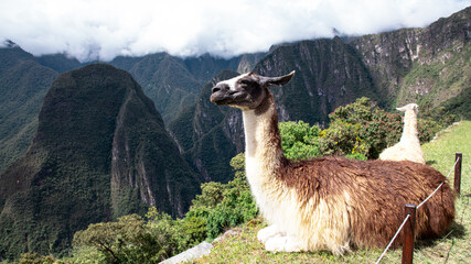 alpaca en las monta&ntilde;as de Machu Picchu
