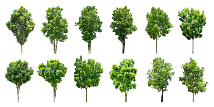 Collection Trees and bonsai green leaves and light yellow. total 12 trees. (png)