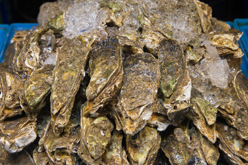 fresh unshelled oysters for sale on the fresh produce market
