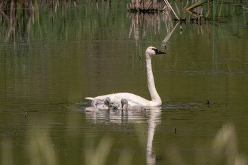 Trumpeter Swan (Cygnus buccinator) gaggle.  In late spring the young adolescent swan clutch begin to swim near their mother. The offspring will begin feeding on their own
