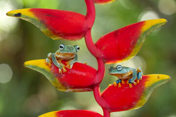 Beautiful Flying Frog in Action