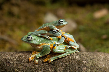 Beautiful Flying Frog in Action