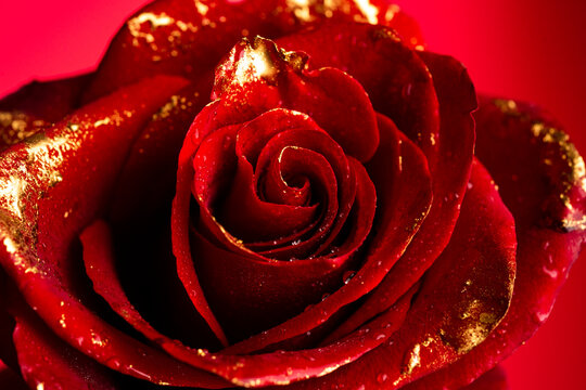 Rose with gold paint petals. Closeup of golden roses. Gold rose wallpaper. Gold roses flower, decorative rose design element, rose pattern. Love sexy and valentines day concept.